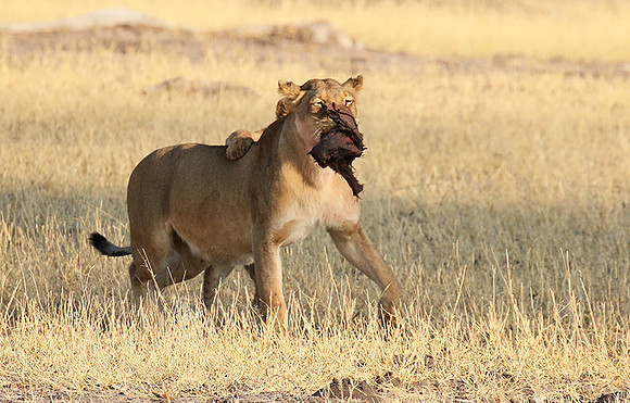 Hwange NP