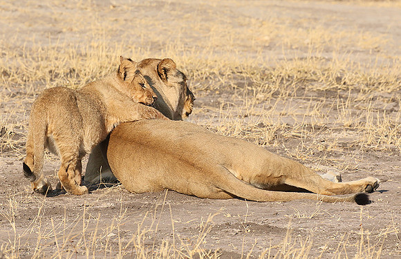 Hwange NP
