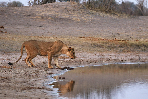 Hwange NP