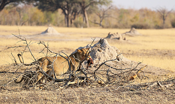 Hwange NP