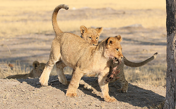 Hwange NP