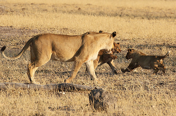 Hwange NP
