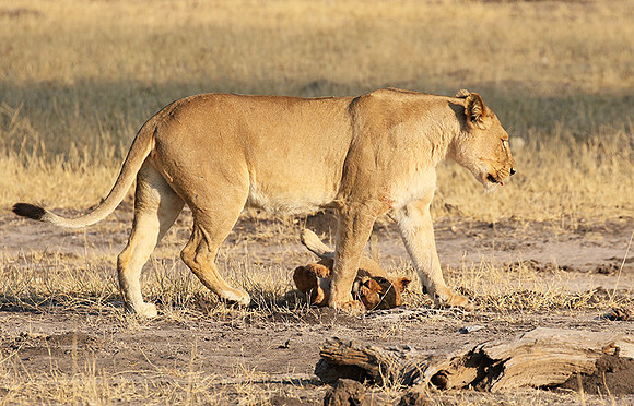 Hwange NP