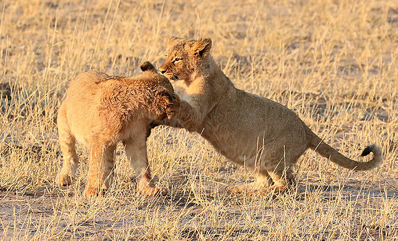 Hwange NP