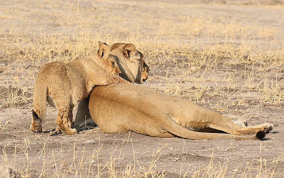Hwange NP