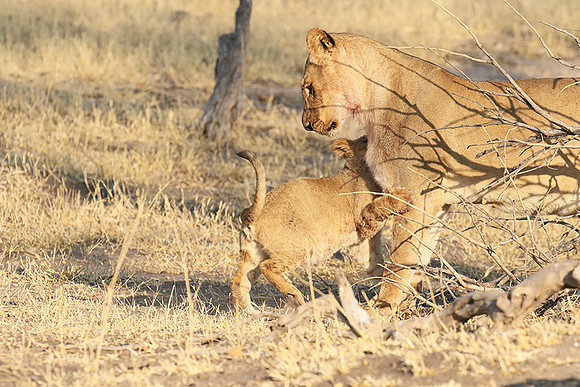 Hwange NP
