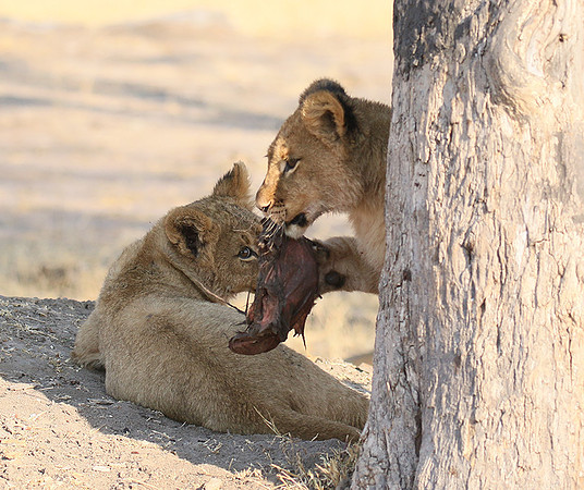 Hwange NP