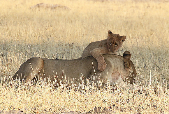 Hwange NP