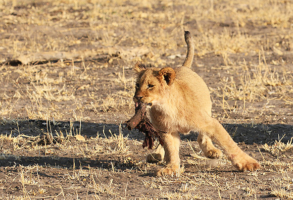 Hwange NP