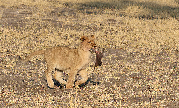 Hwange NP