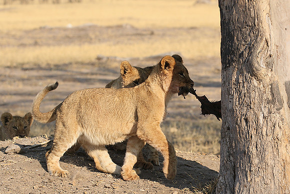 Hwange NP