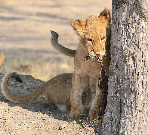 Hwange NP