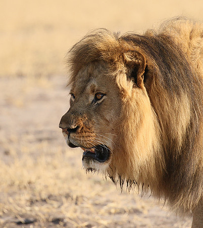 Hwange NP