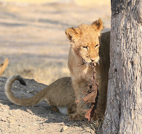 Hwange NP