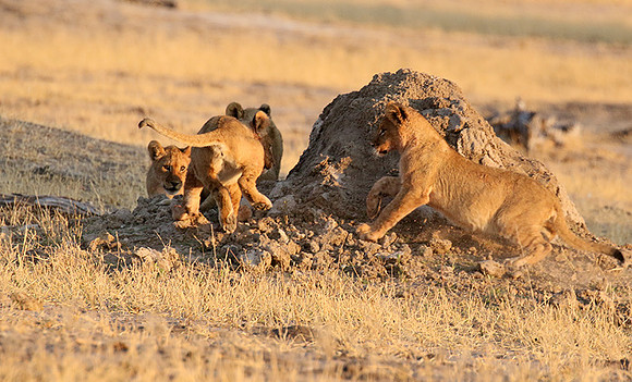 Hwange NP