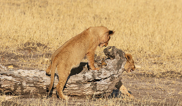 Hwange NP