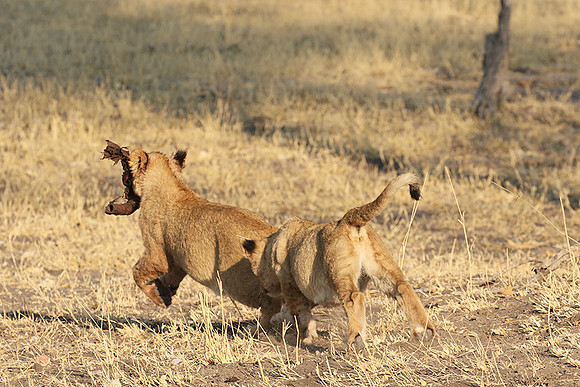 Hwange NP