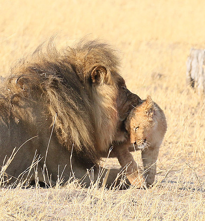 Hwange NP