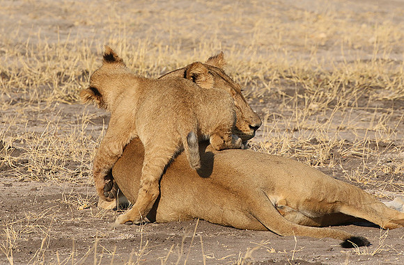 Hwange NP