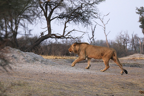 Hwange NP