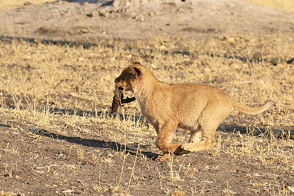 Hwange NP
