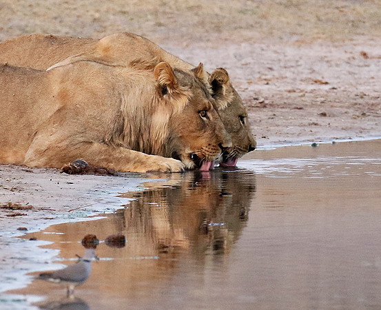 Hwange NP