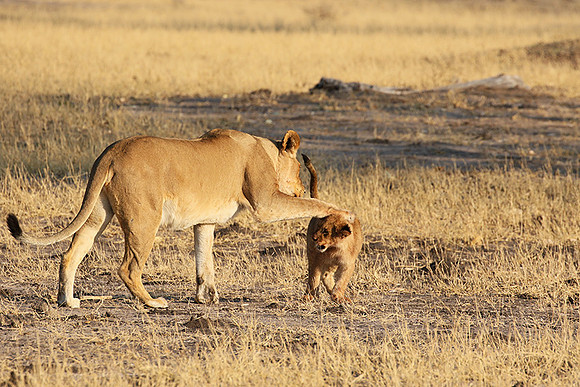 Hwange NP