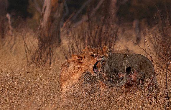 Matetsi private game reserve