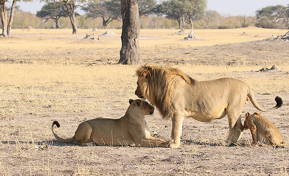 Hwange NP