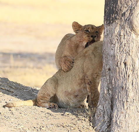 Hwange NP