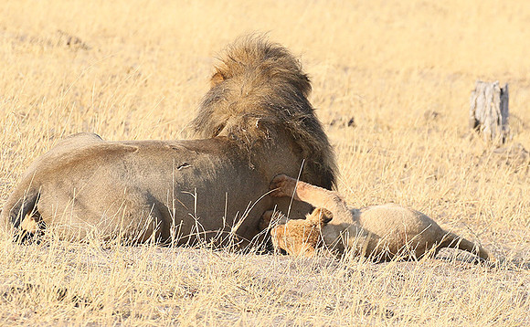 Hwange NP