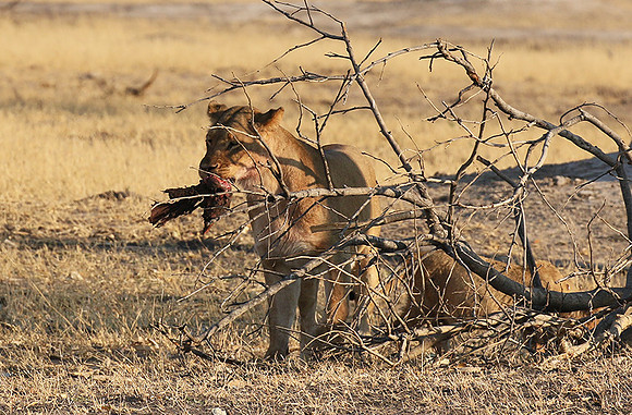 Hwange NP