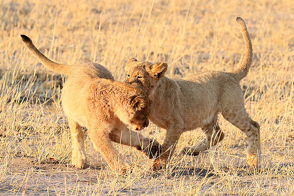 Hwange NP