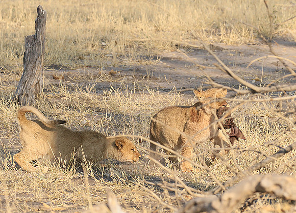 Hwange NP