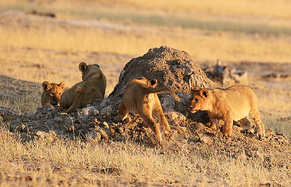 Hwange NP