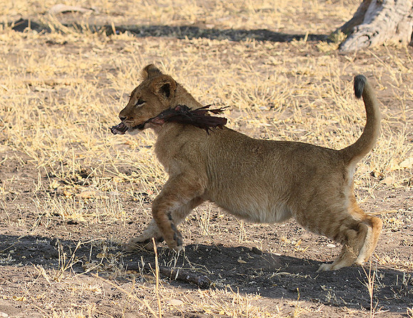 Hwange NP