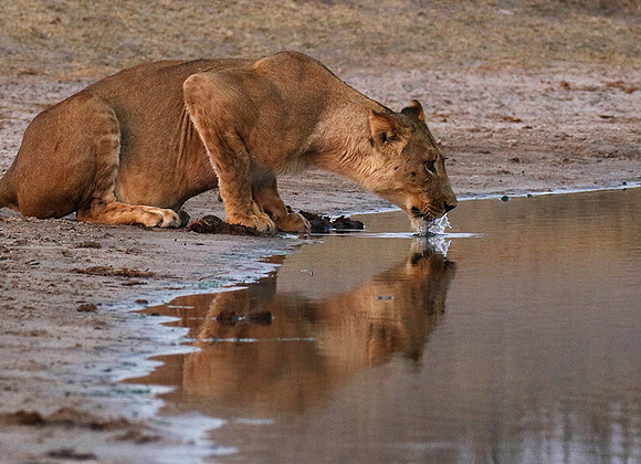 Hwange NP