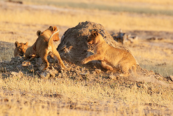 Hwange NP