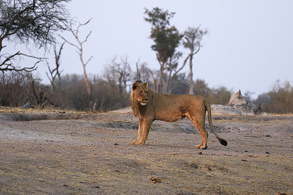 Hwange NP