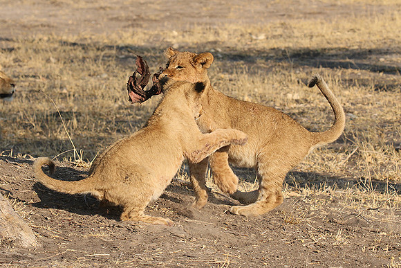 Hwange NP
