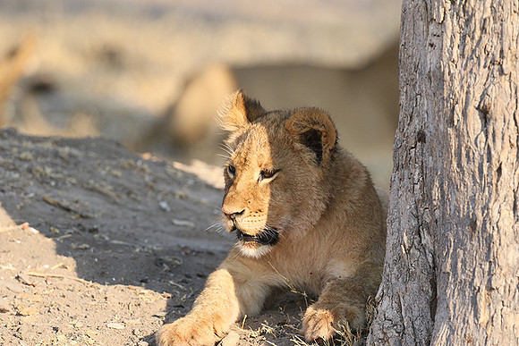 Hwange NP