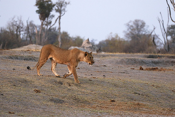 Hwange NP