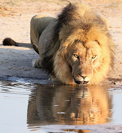 Hwange NP