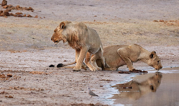 Hwange NP