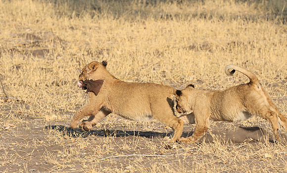 Hwange NP