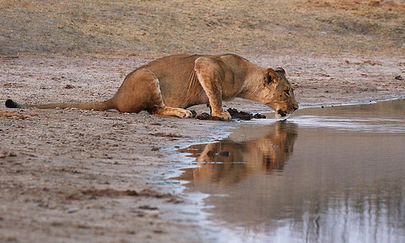 Hwange NP