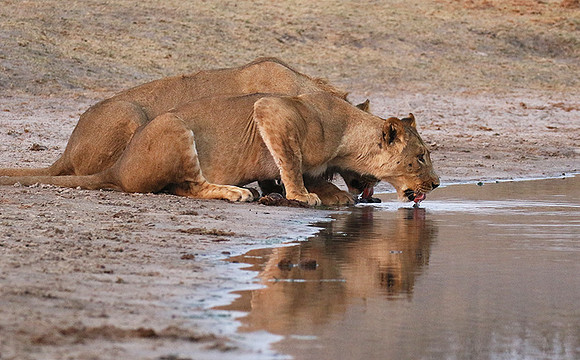 Hwange NP