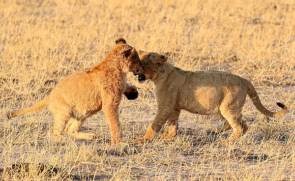 Hwange NP