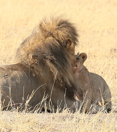 Hwange NP