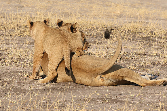 Hwange NP